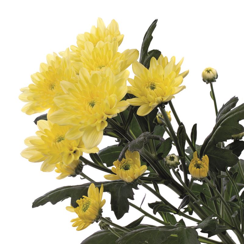ROCCA YELLOW 